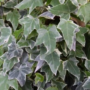 Hedera helix 'Glacier' (v) ---